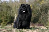 CHOW CHOW 417